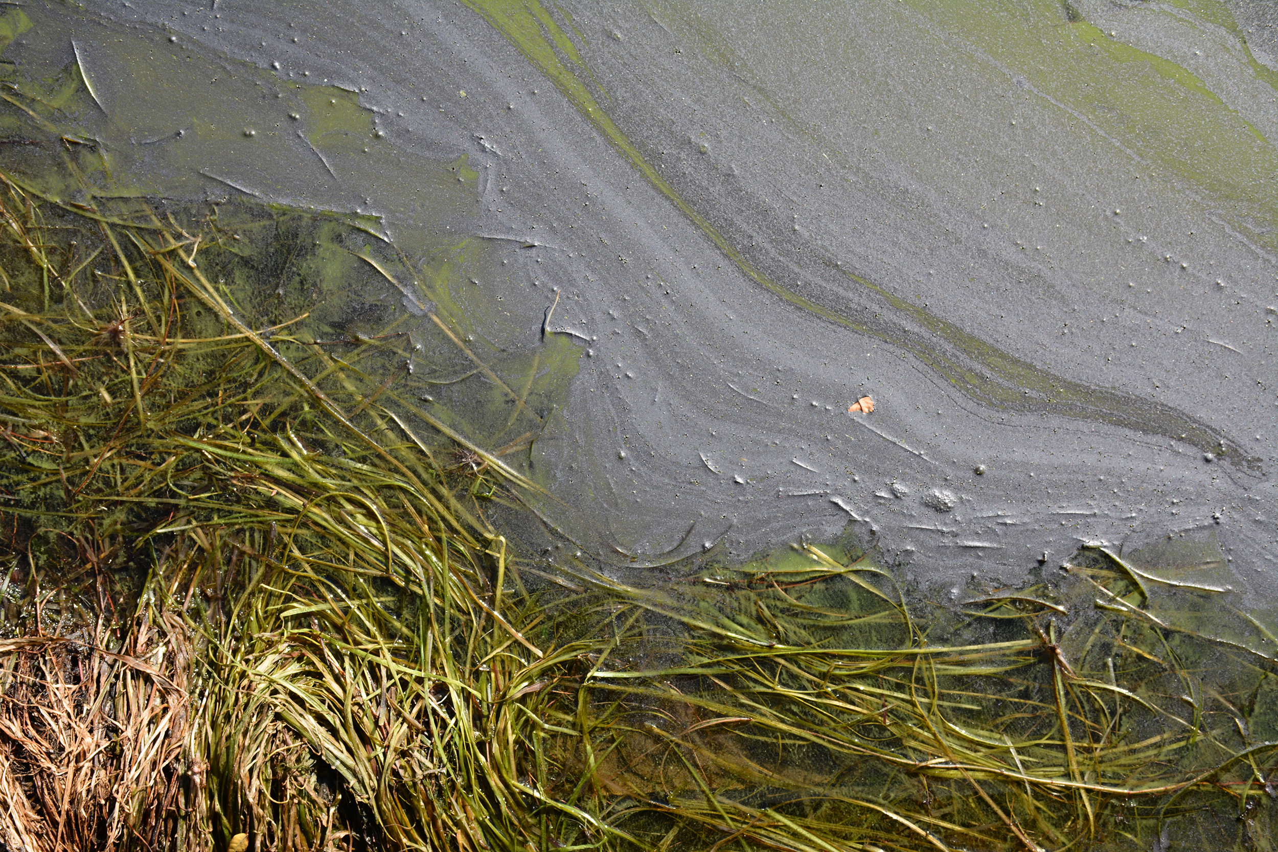 Research_Wolf-Lake_Water_2.jpg