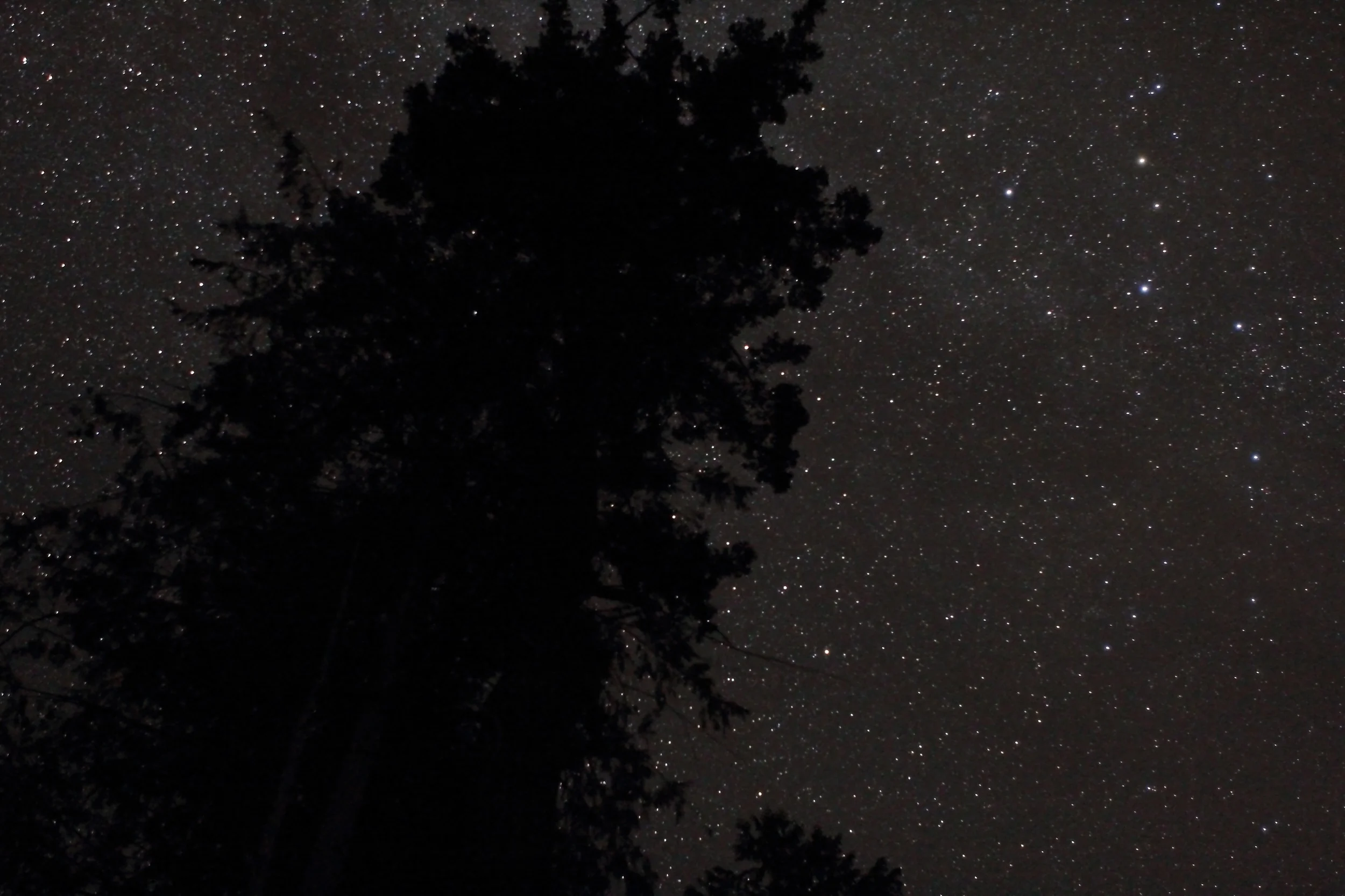 Bruce-Star-4.jpg