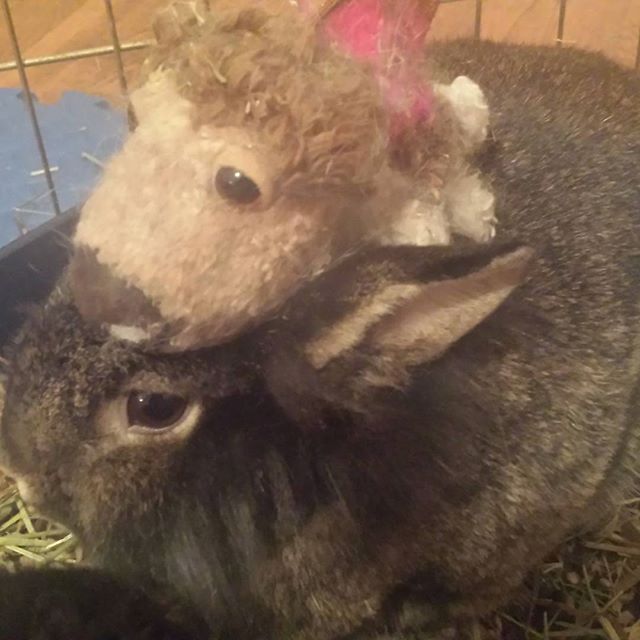 Here is a rabbit with a stuffed dog on his back.