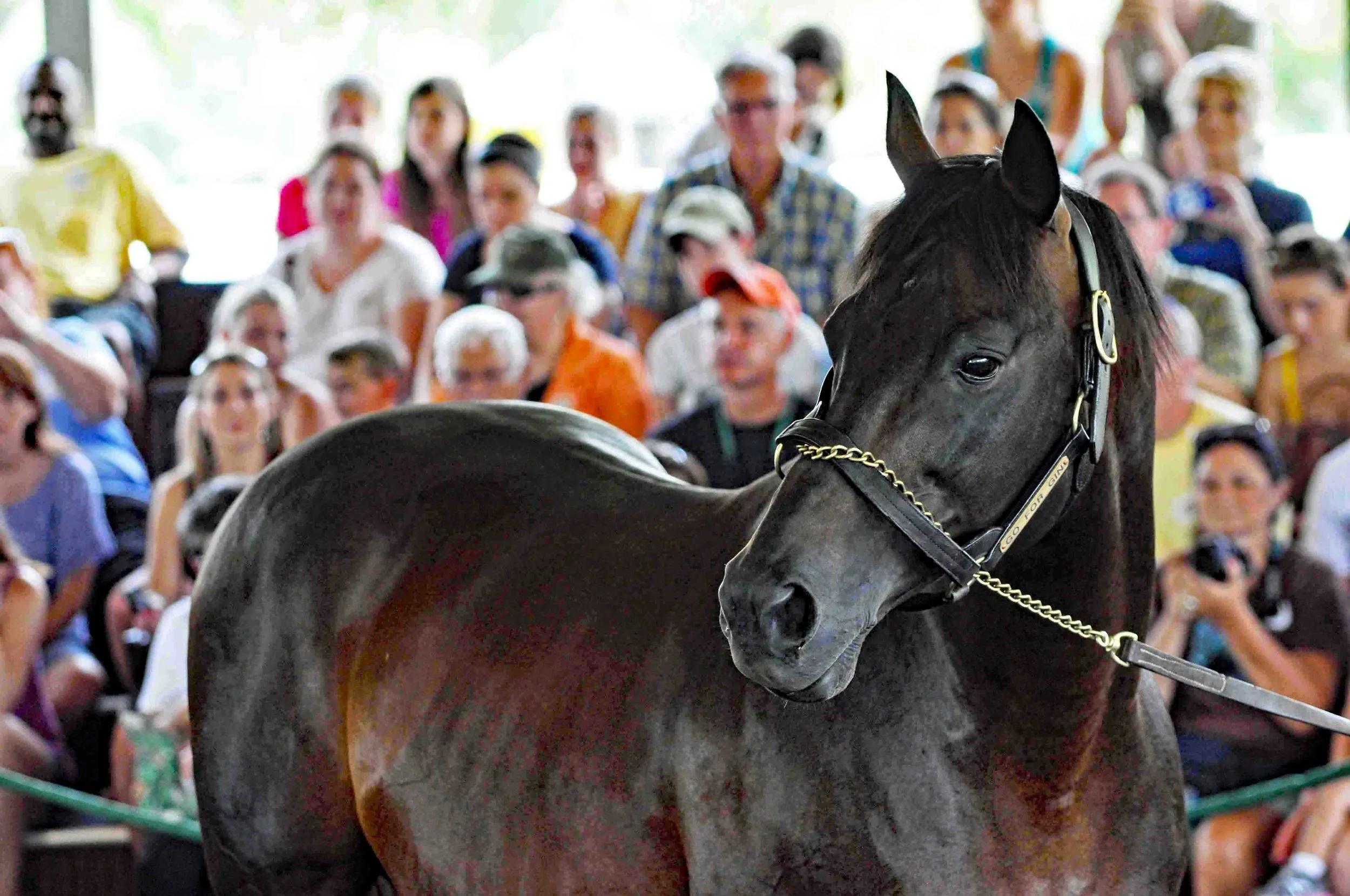 004-Kentucky Derby Champion Go For Gin during the Hall of Champions Show.JPG