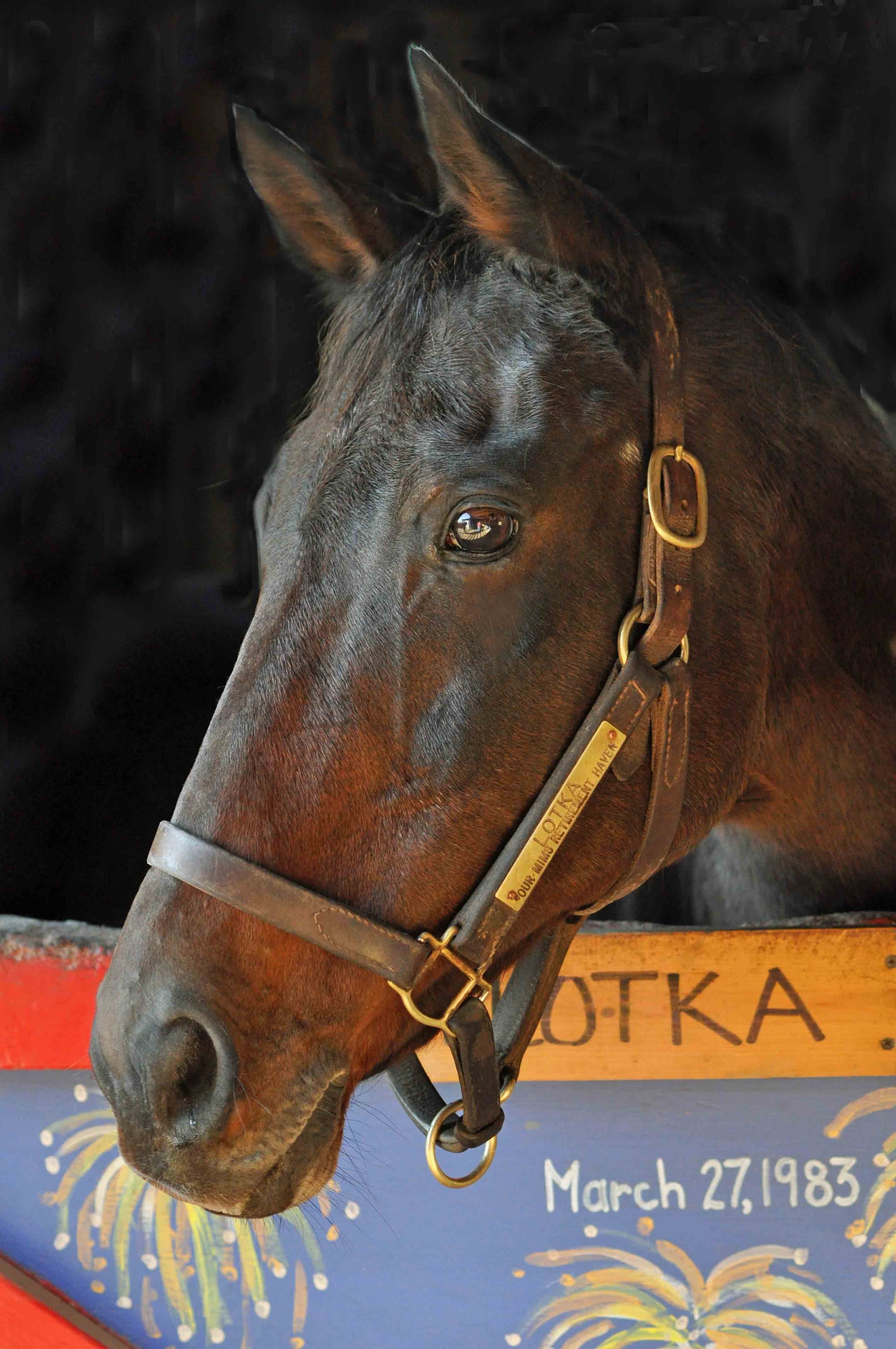 Blue Viking Our Mims Tom Ferry.jpeg