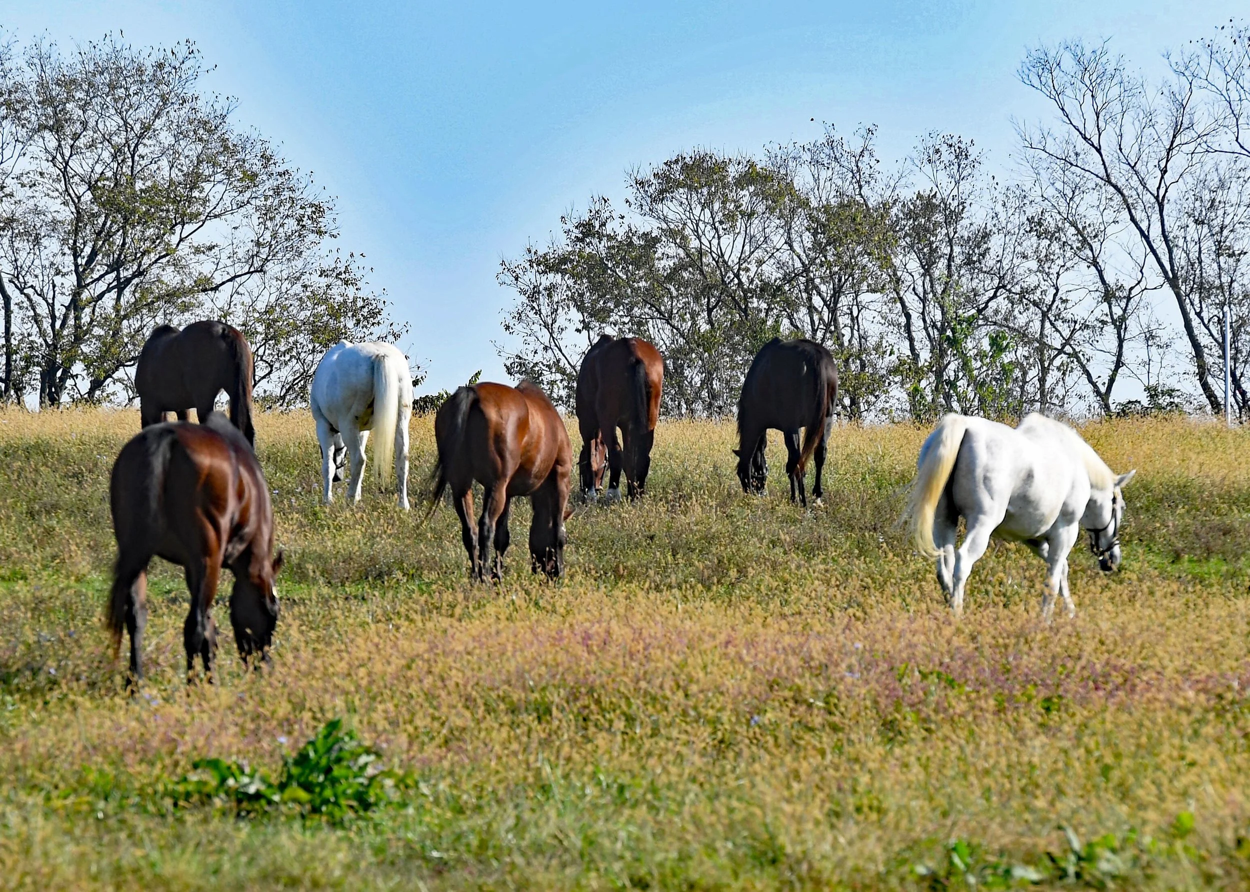 Our Mims Herd Tom Ferry.jpeg
