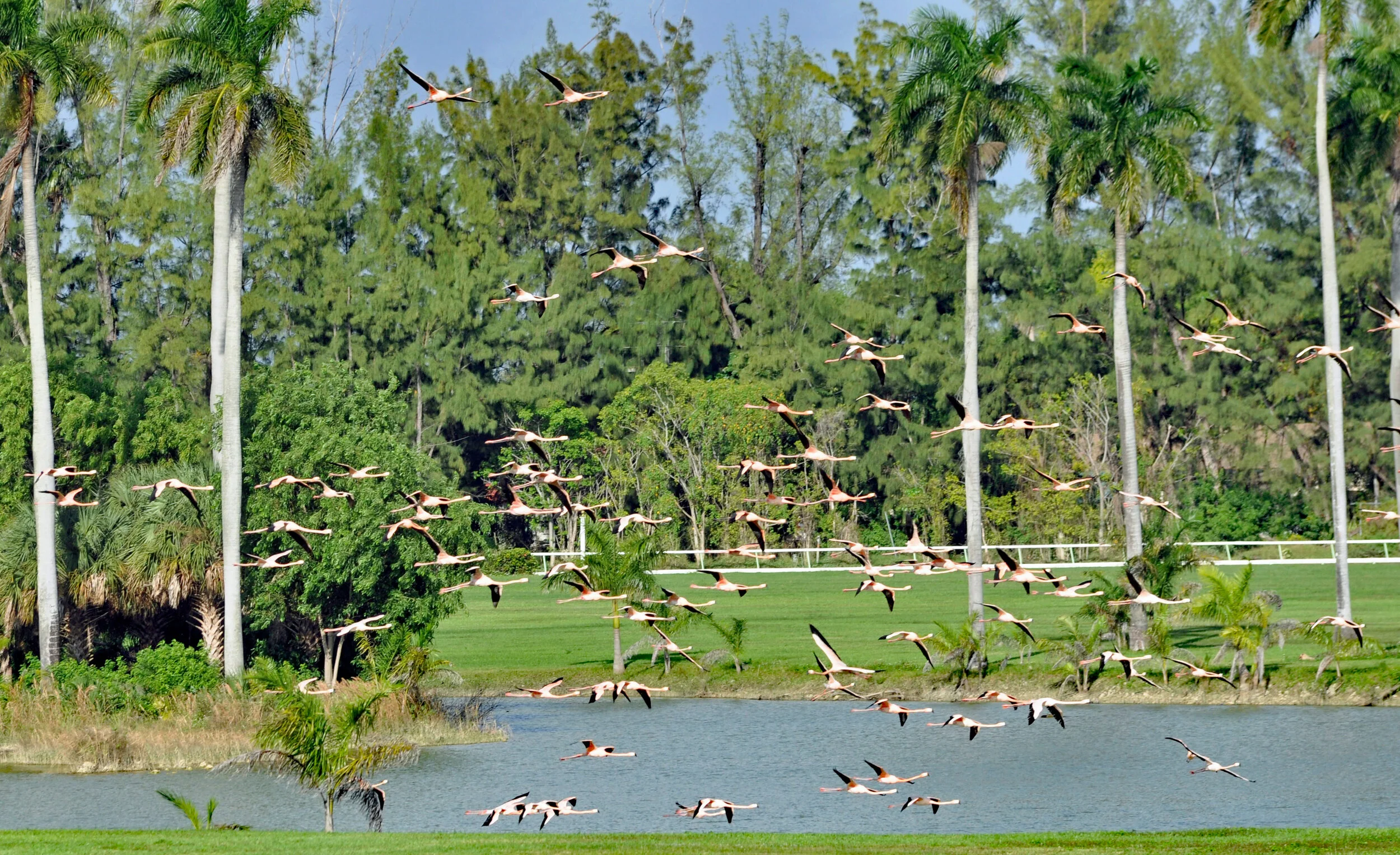 Hialeah Park Flamingo Sanctuary