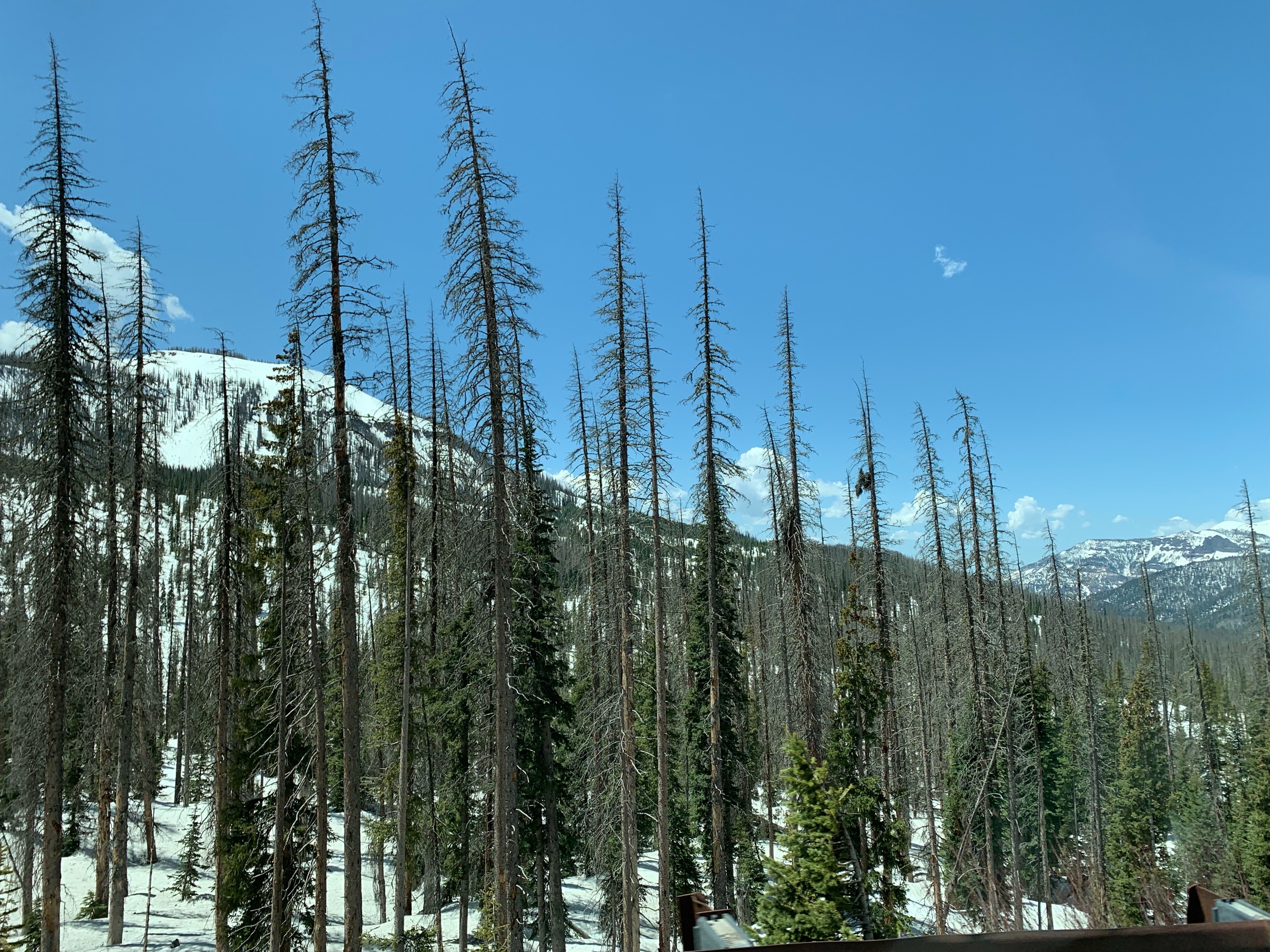 IMG_1313.jpeg