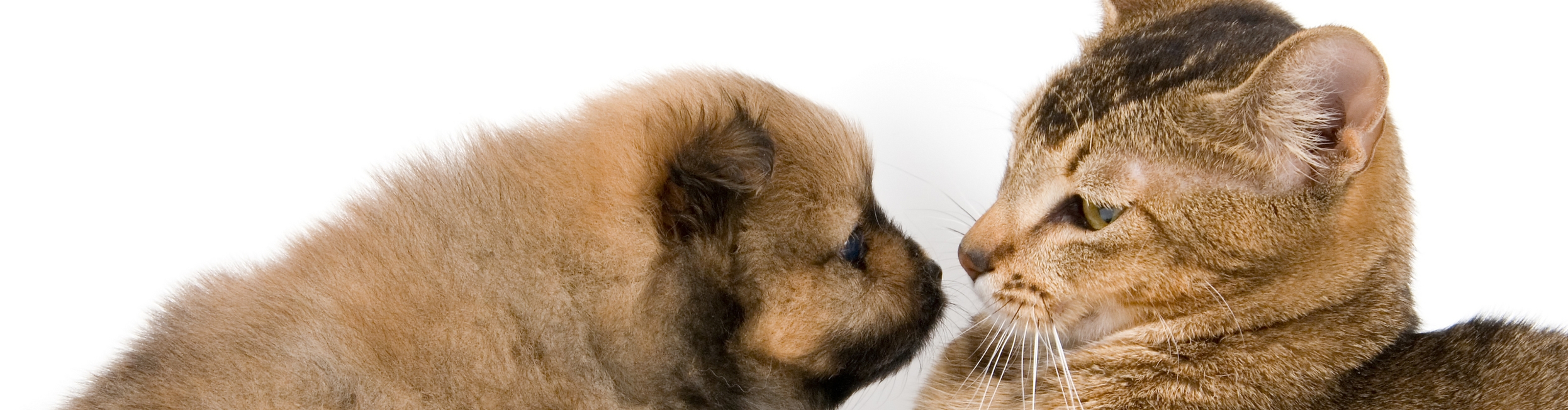 animal_005_6016x4000_all-free-download.com.jpg