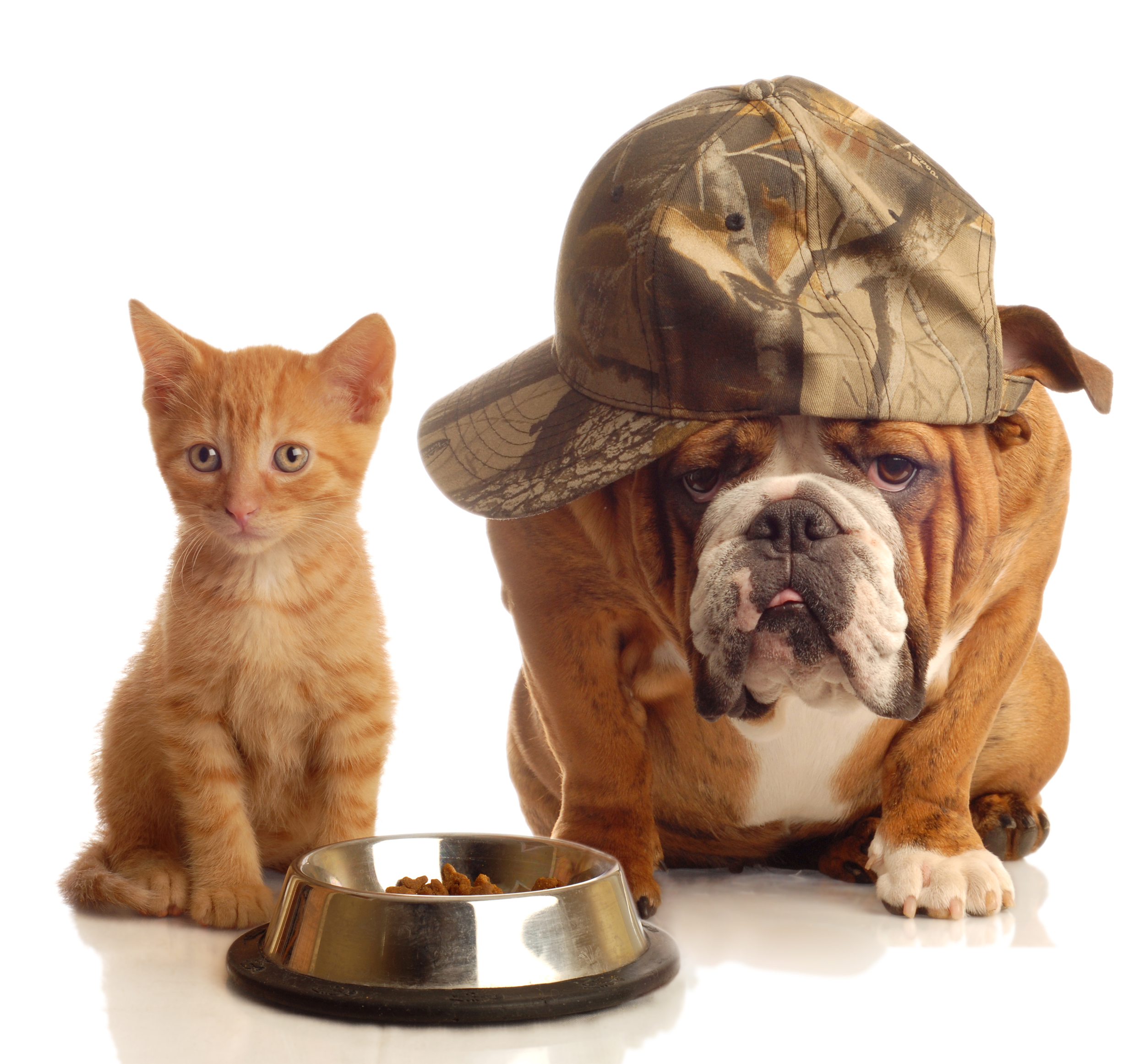 dog and cat supplies
