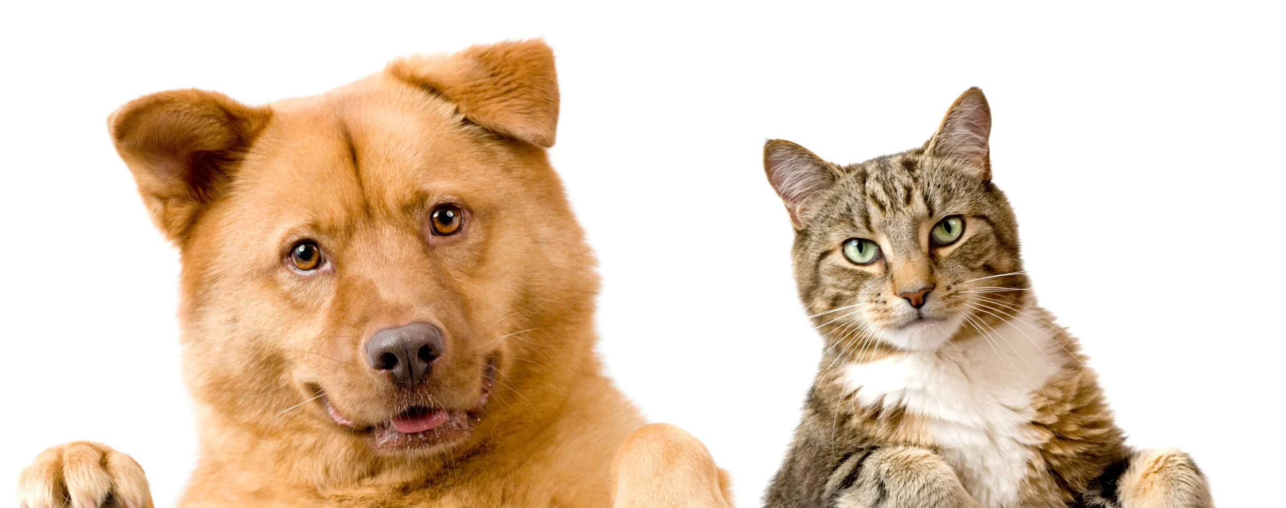 Pet dog cat supplies grooming training sunnyside queens NY.jpg