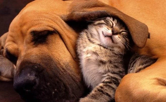 dog-and-cat-sleeping-together.jpg