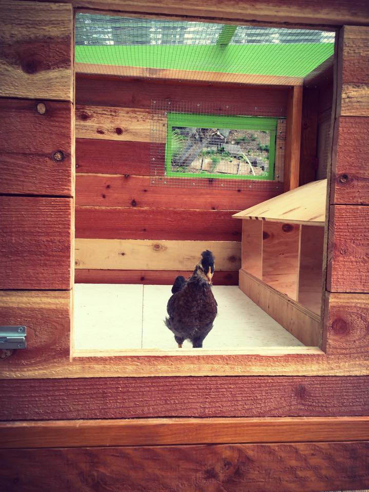 Queen BeautiBlue, our Cream Legbar checks out her new home