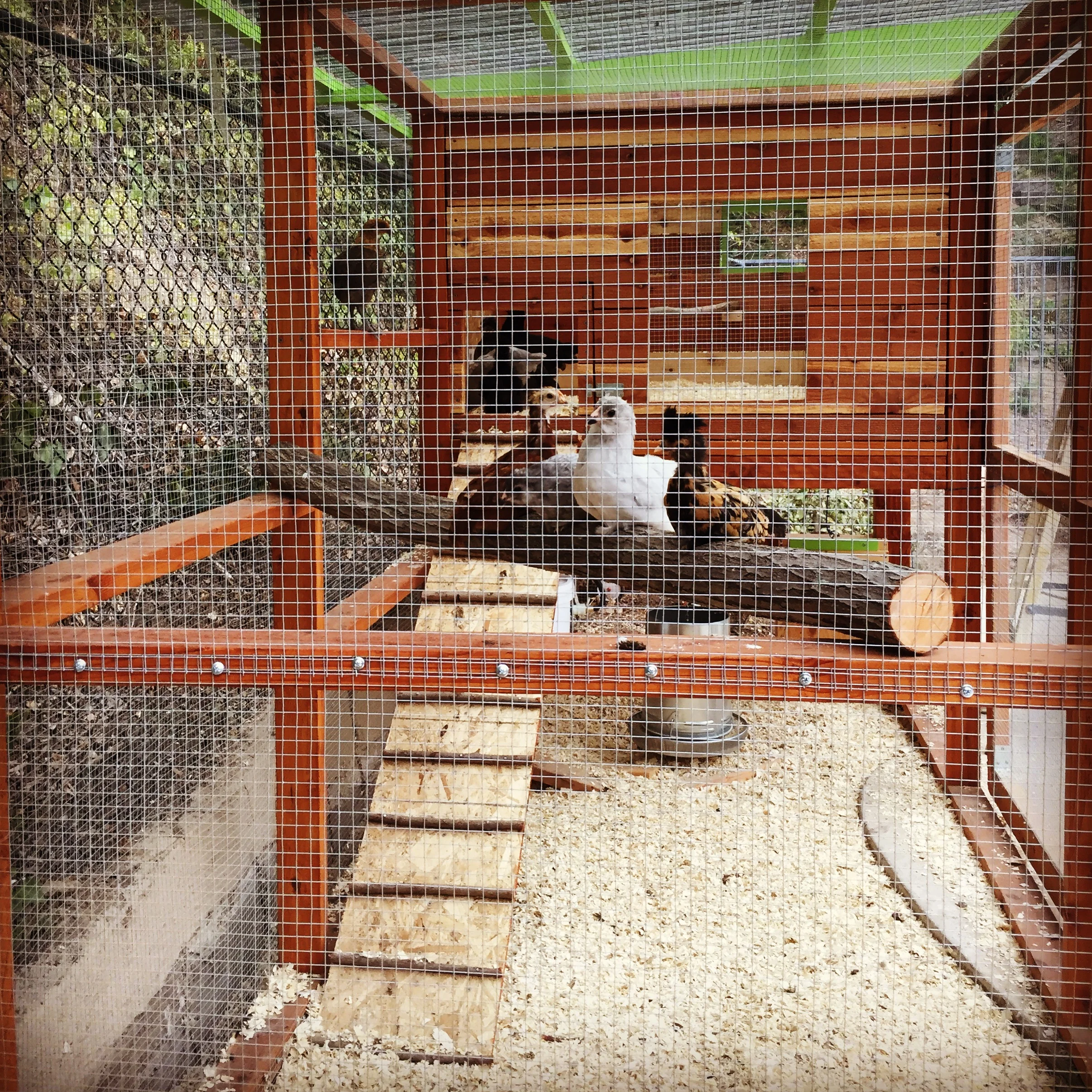 How To Get Your Chickens To Roost At Night