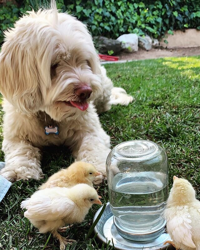I just want to lick &lsquo;em. 🐥🐶❤️#friends #australianlabradoodle #babychickens @haleslabradoodles heather you&rsquo;d be proud !