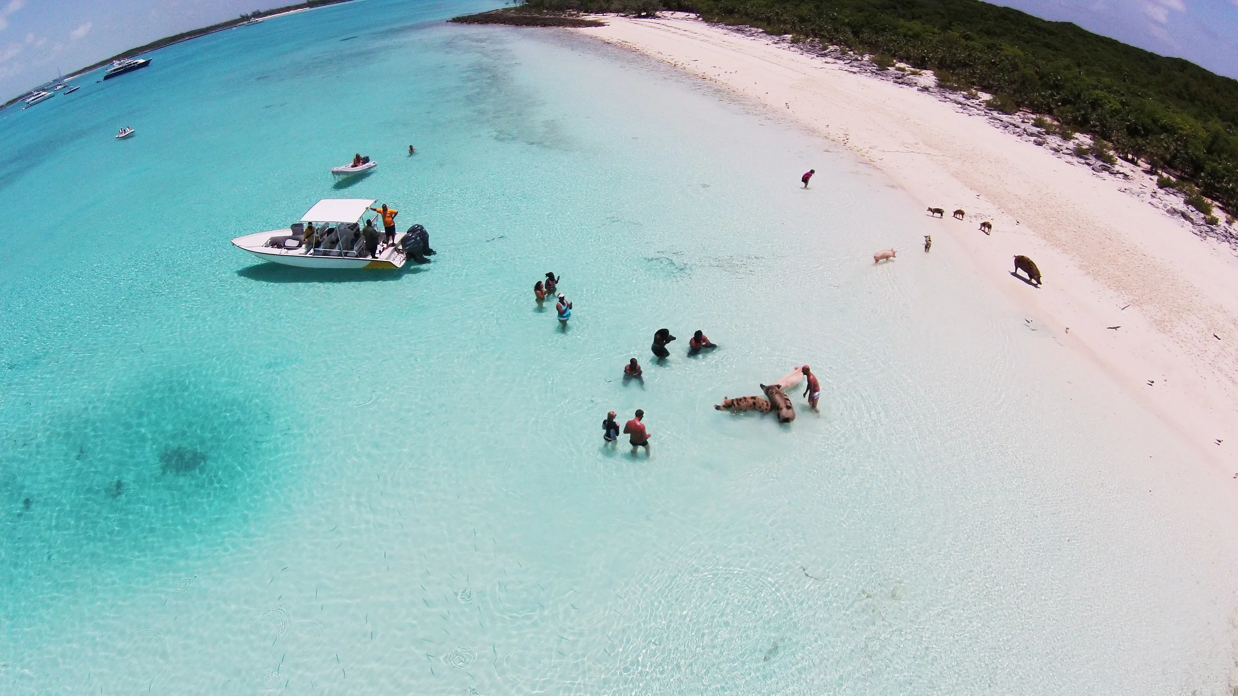 Caribbean Bucket List | Swimming With Pigs