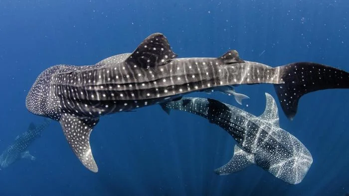 The Beauty of Belize | Diving With Whale Sharks