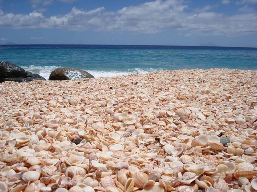 Shell-Beach.-pink.jpg