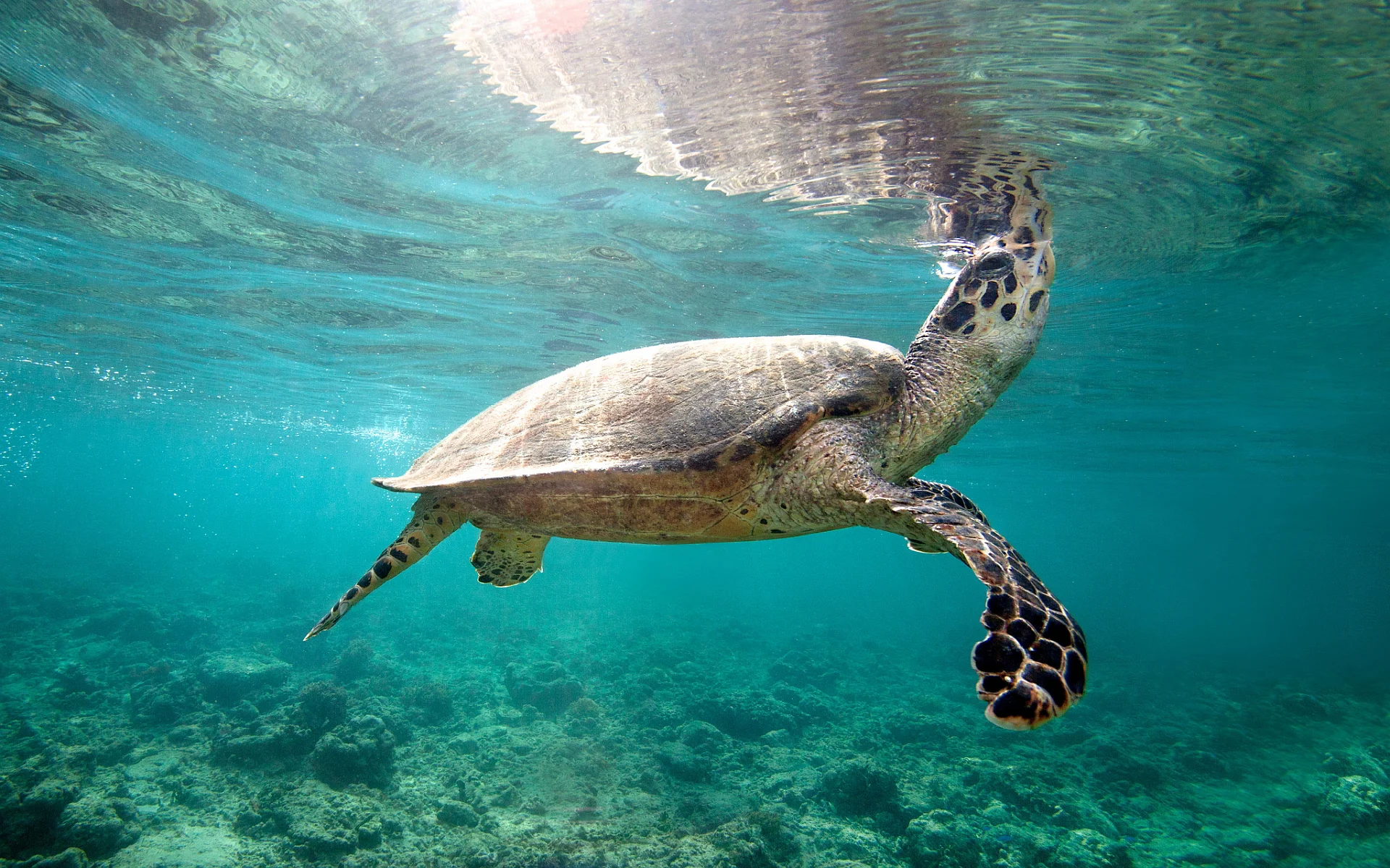 7031747-sea-turtle-underwater.jpg