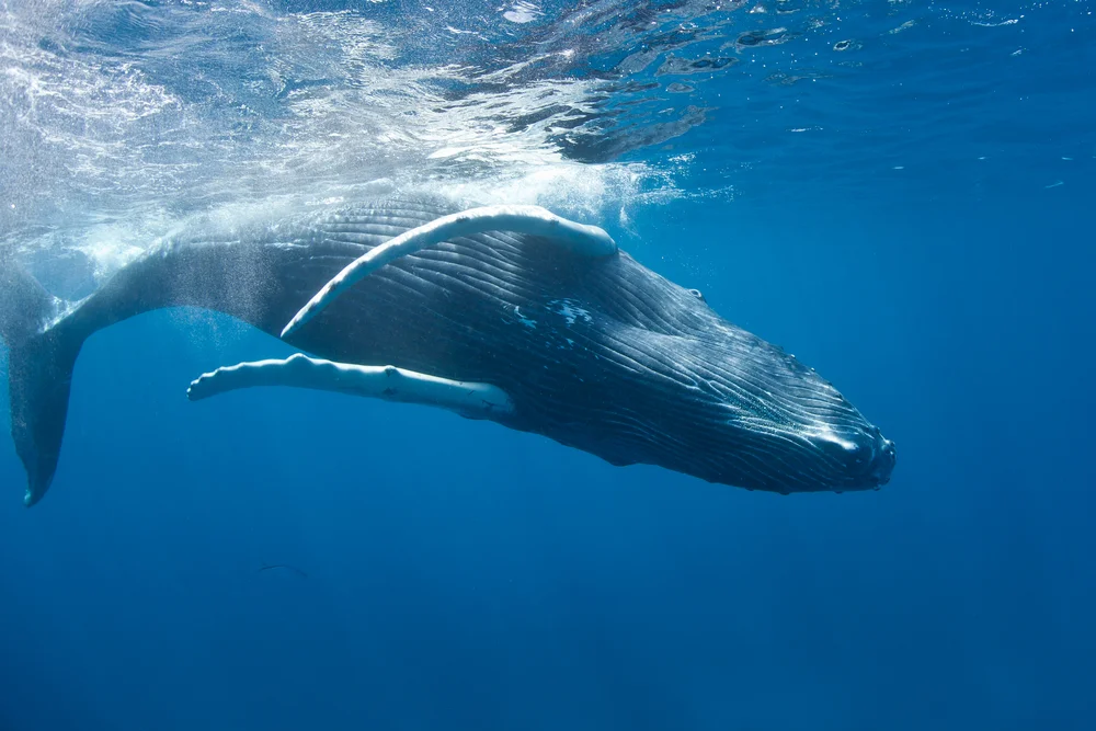 Humpback Whales in Samana