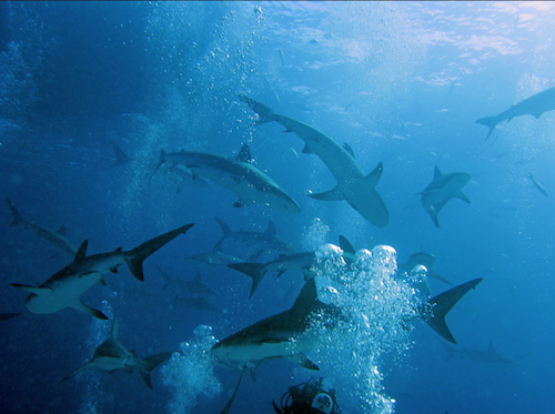 Bonaire