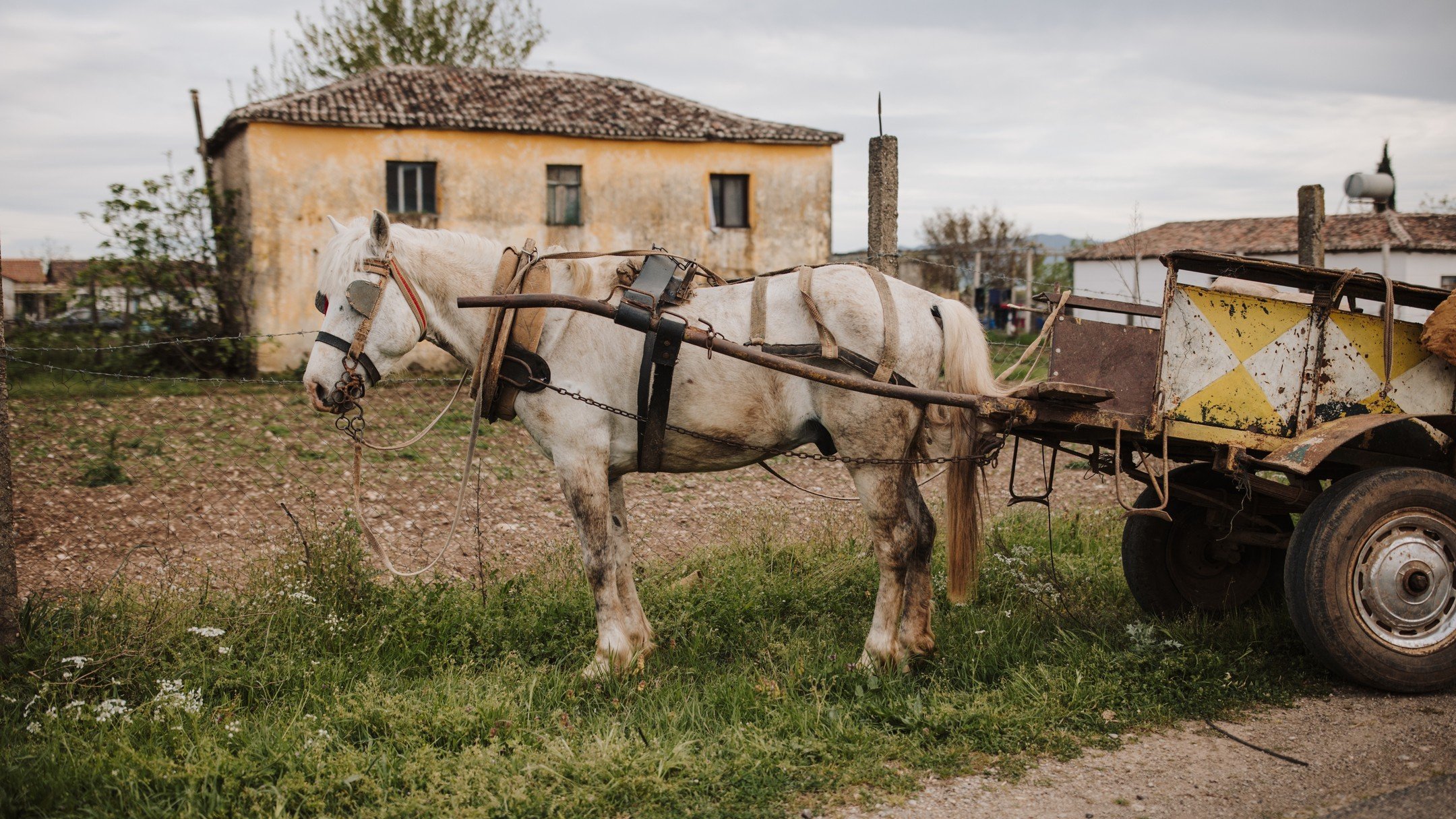 Drove across the border of Montenegro into Albania for an hour, because it was so close we couldn't not. They didn't stamp our passports, but we did get to see this Albanian pony and some cute piglets (sadly not pictured because driving manual and op