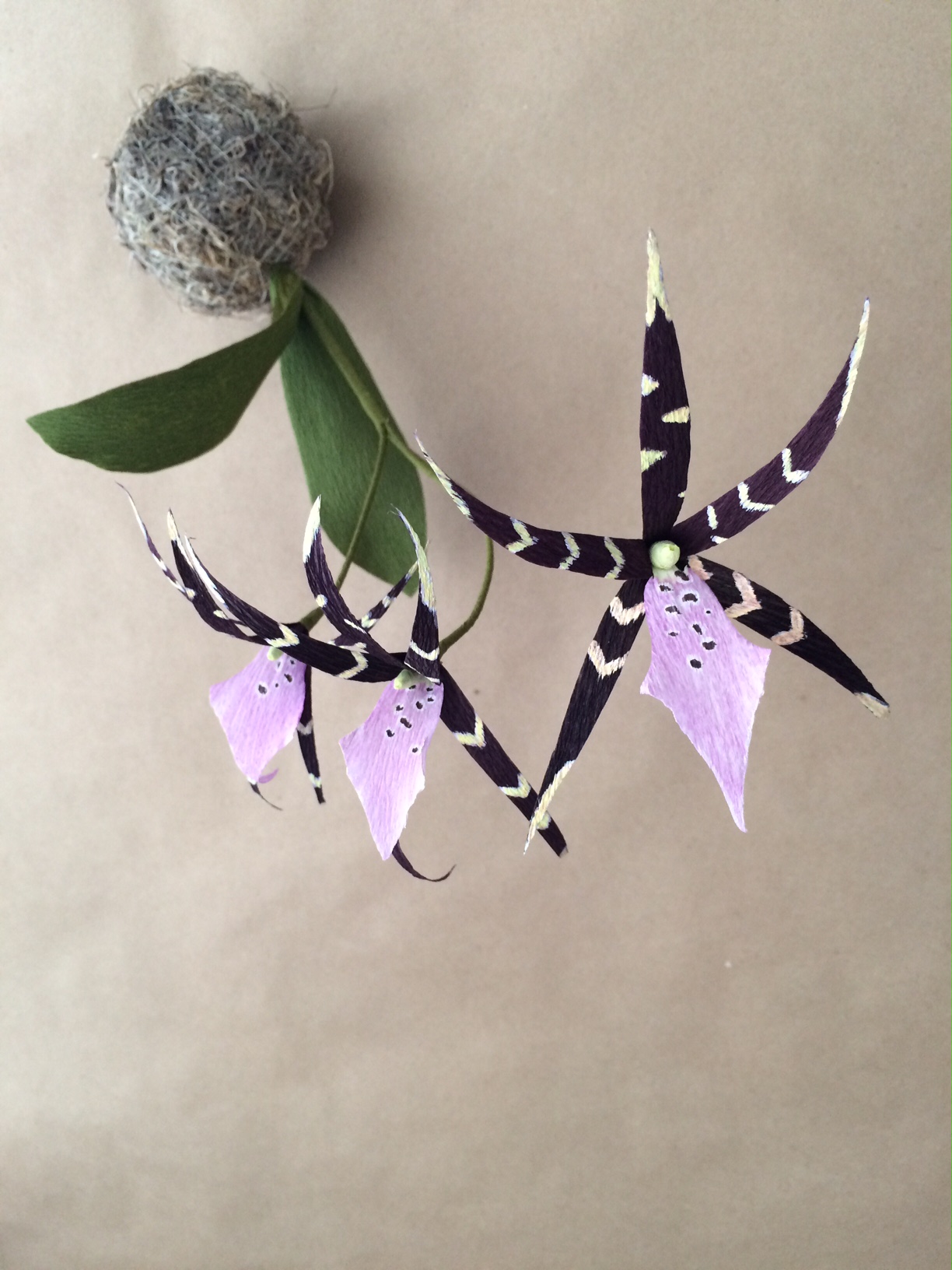 spider orchid