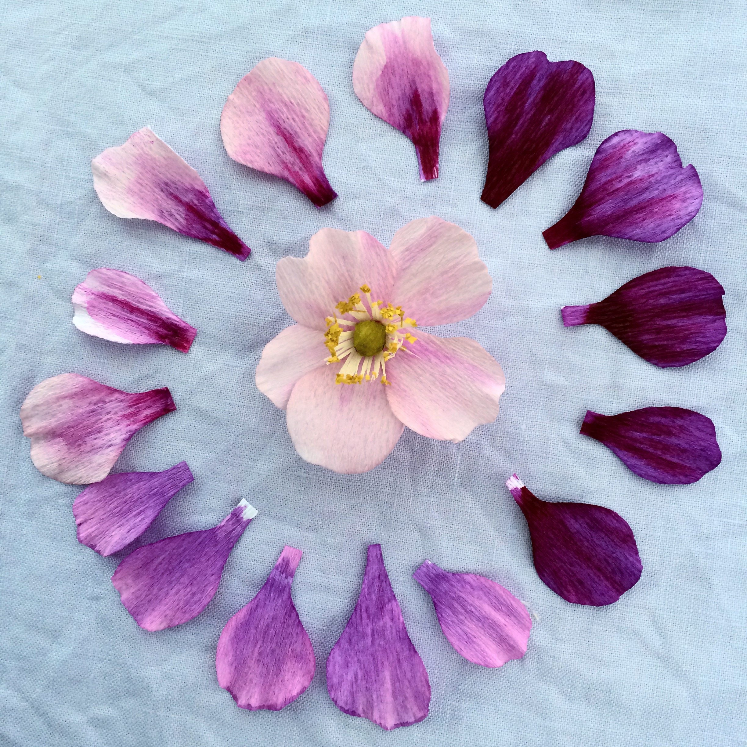 Japanese anemone