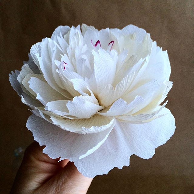 white peony