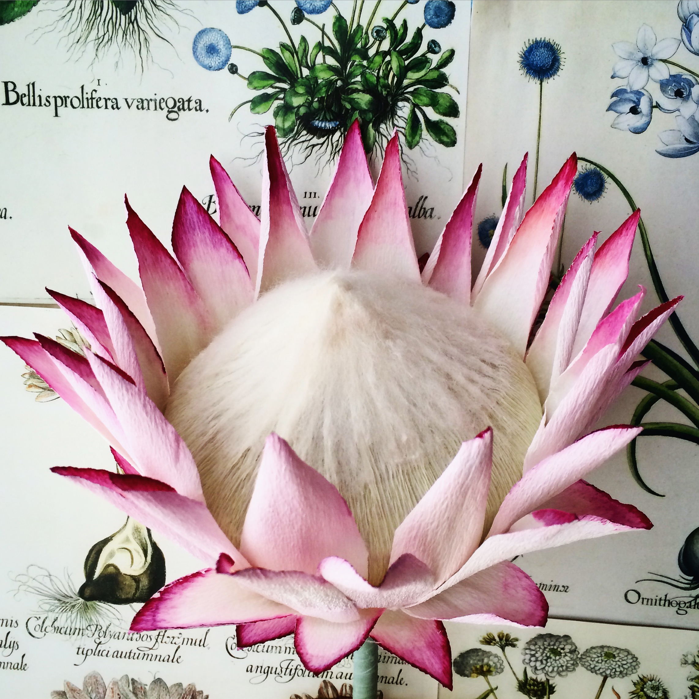 king protea