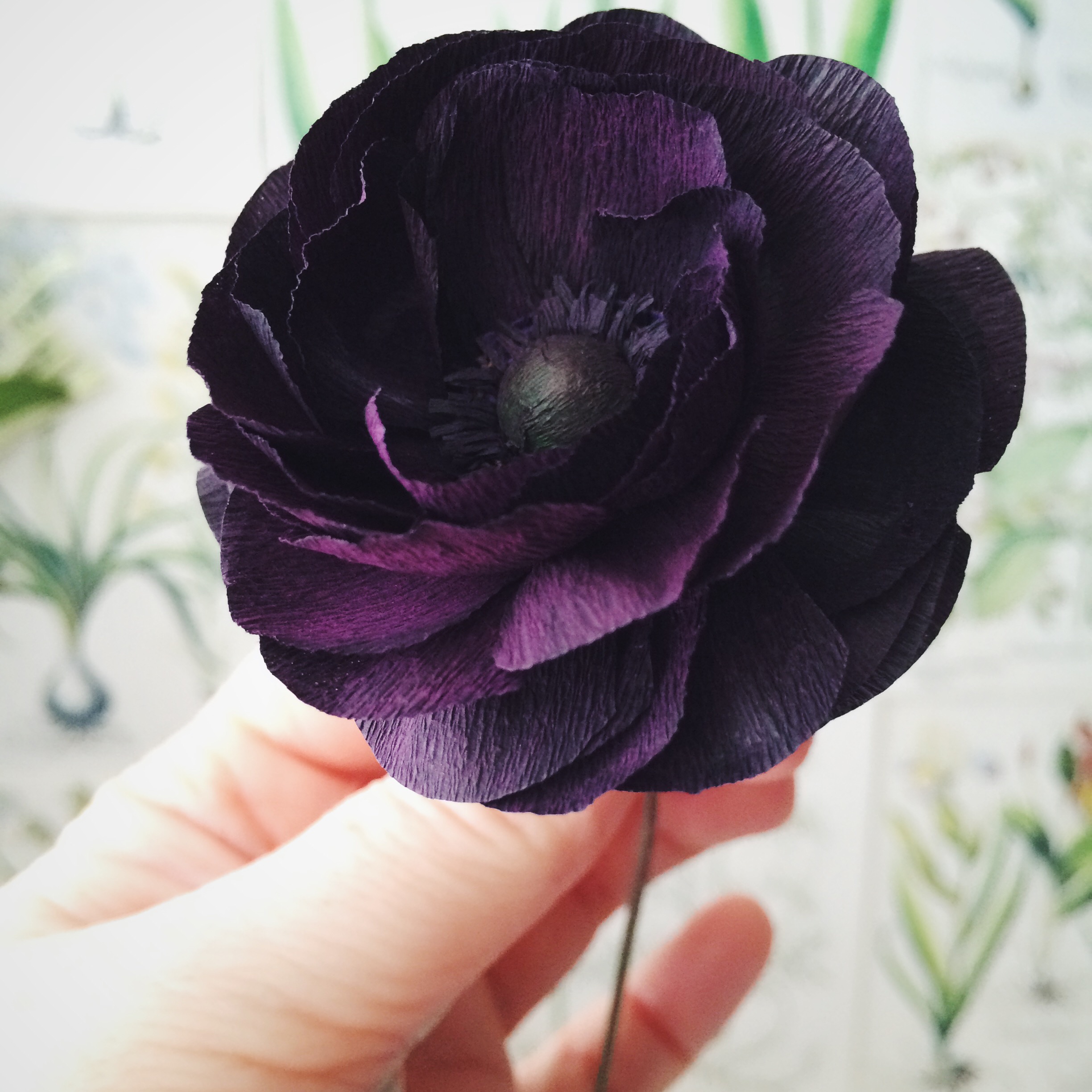 black ranunculus