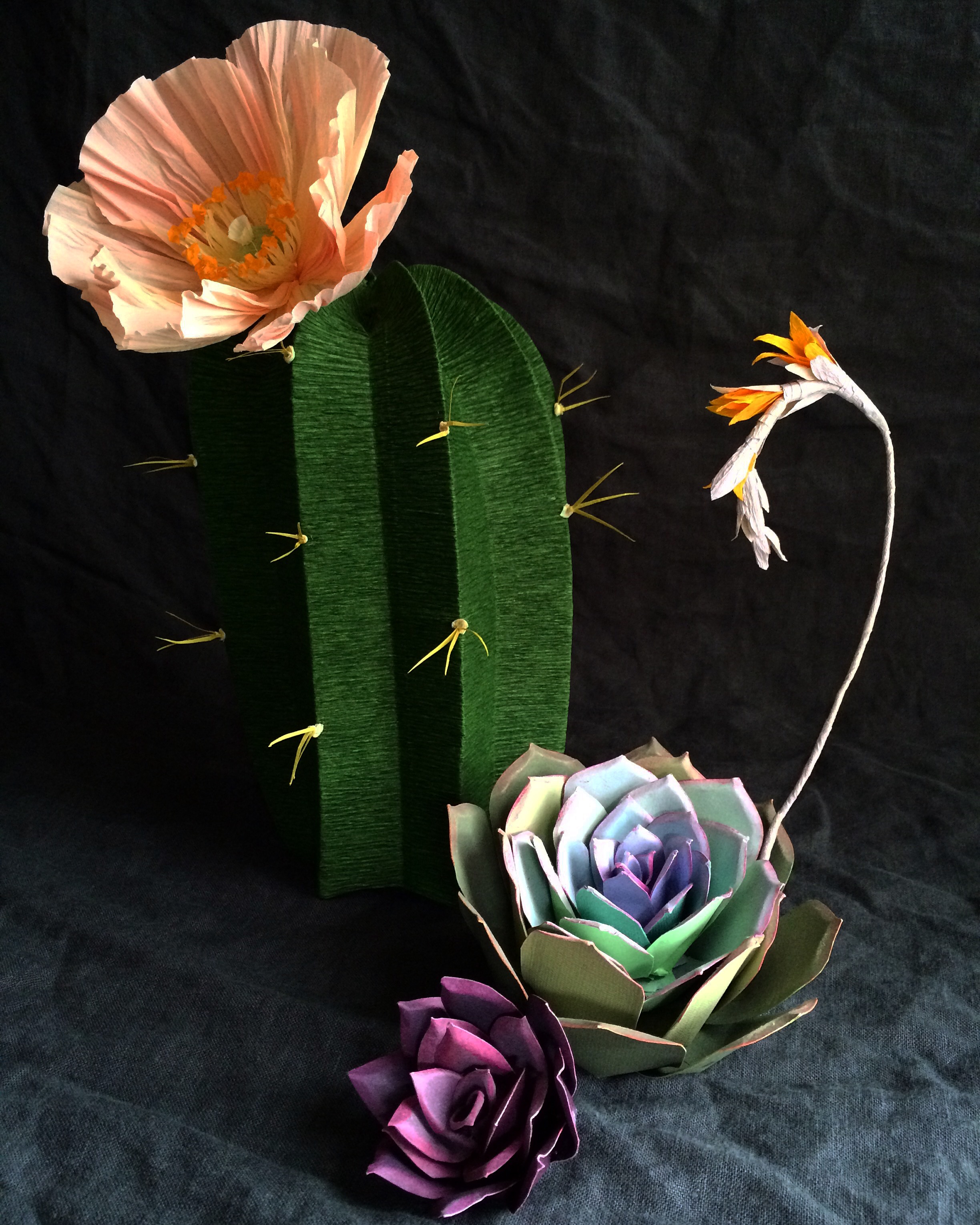 succulents