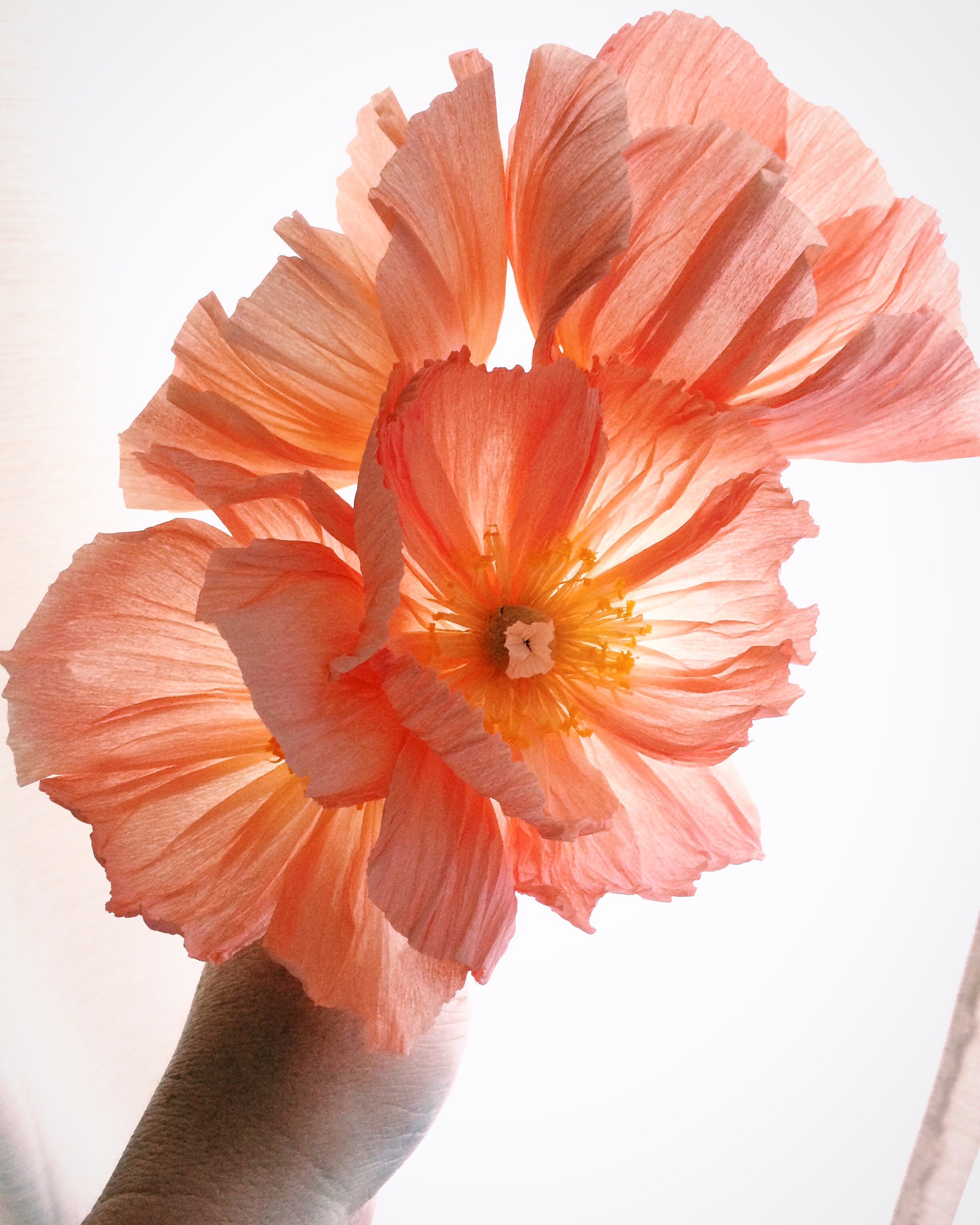 icelandic poppies