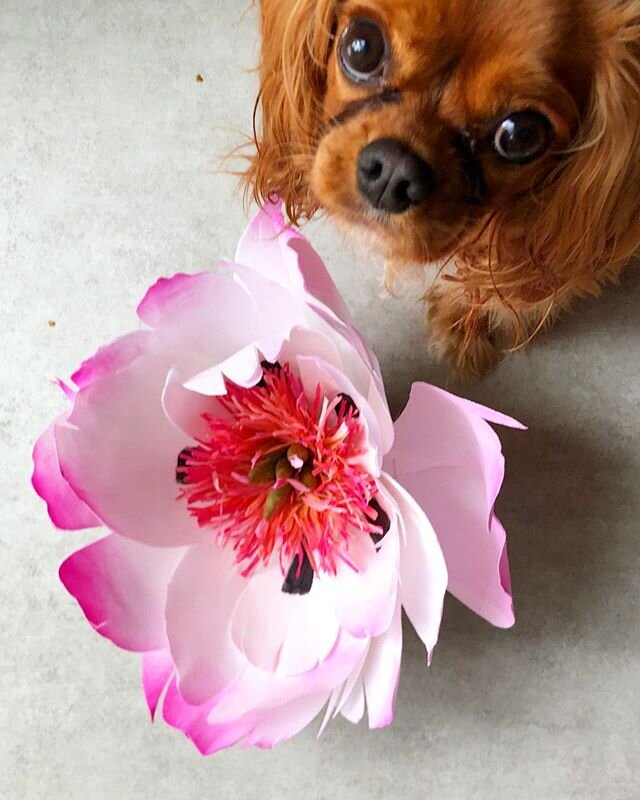 Paper peony. I wanted to get my dog in there for scale, so I put treats in the petals. One of the most important tips I can give you for this project is not to put dog treats in between the petals. But the giant herbaceous peony endures, thank goodne