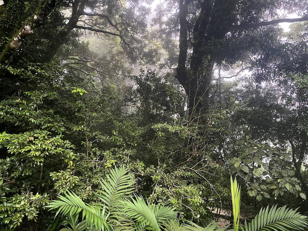  Looking straight out into the misty rainforest from my balcony. 