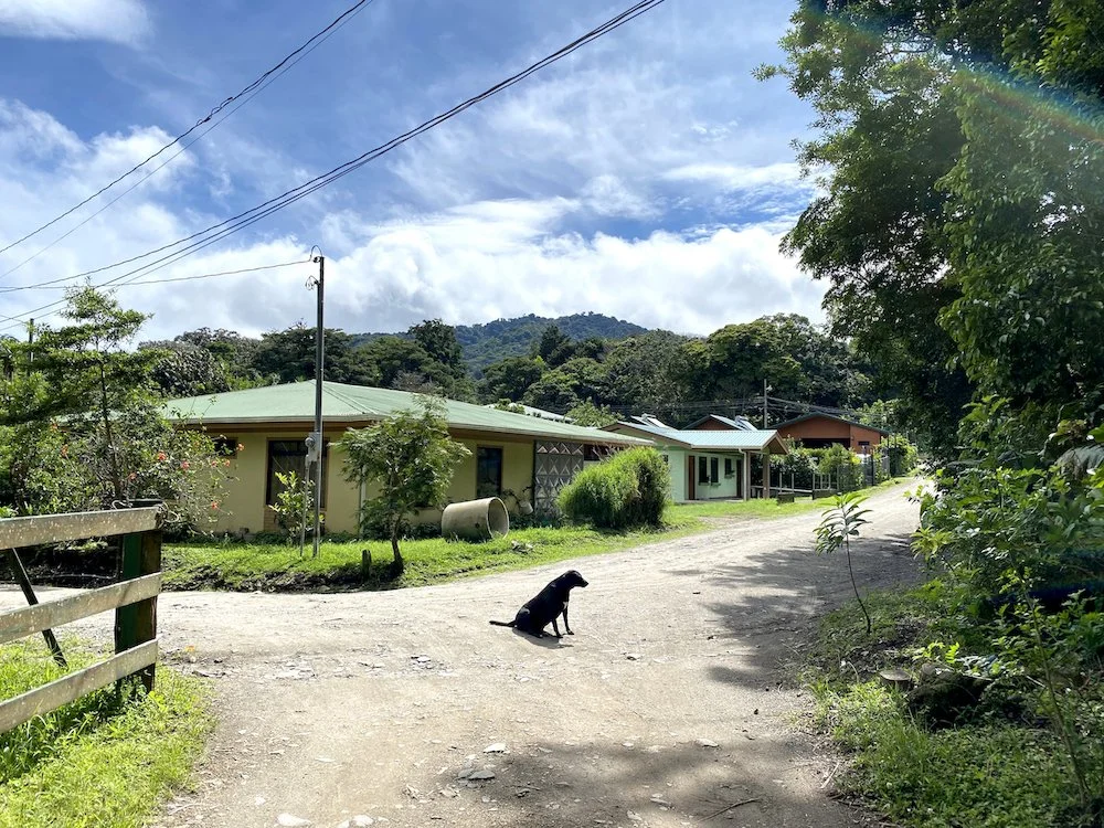  A dog on a dirt road leading into Santa Elena. 