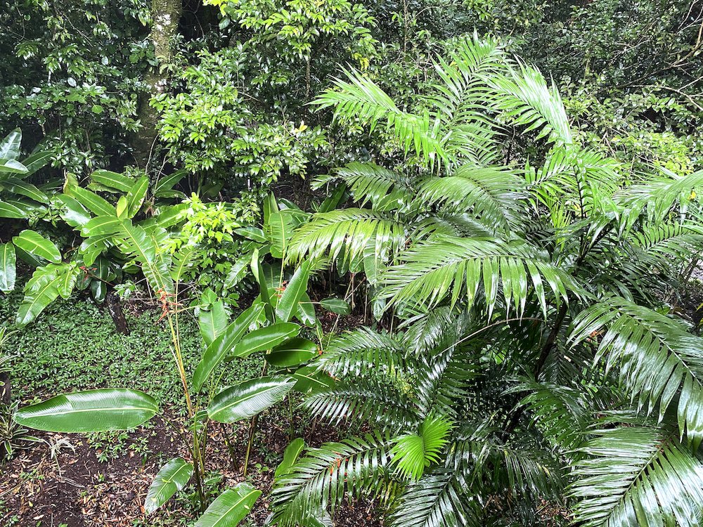  My balcony was right up against the rainforest. 