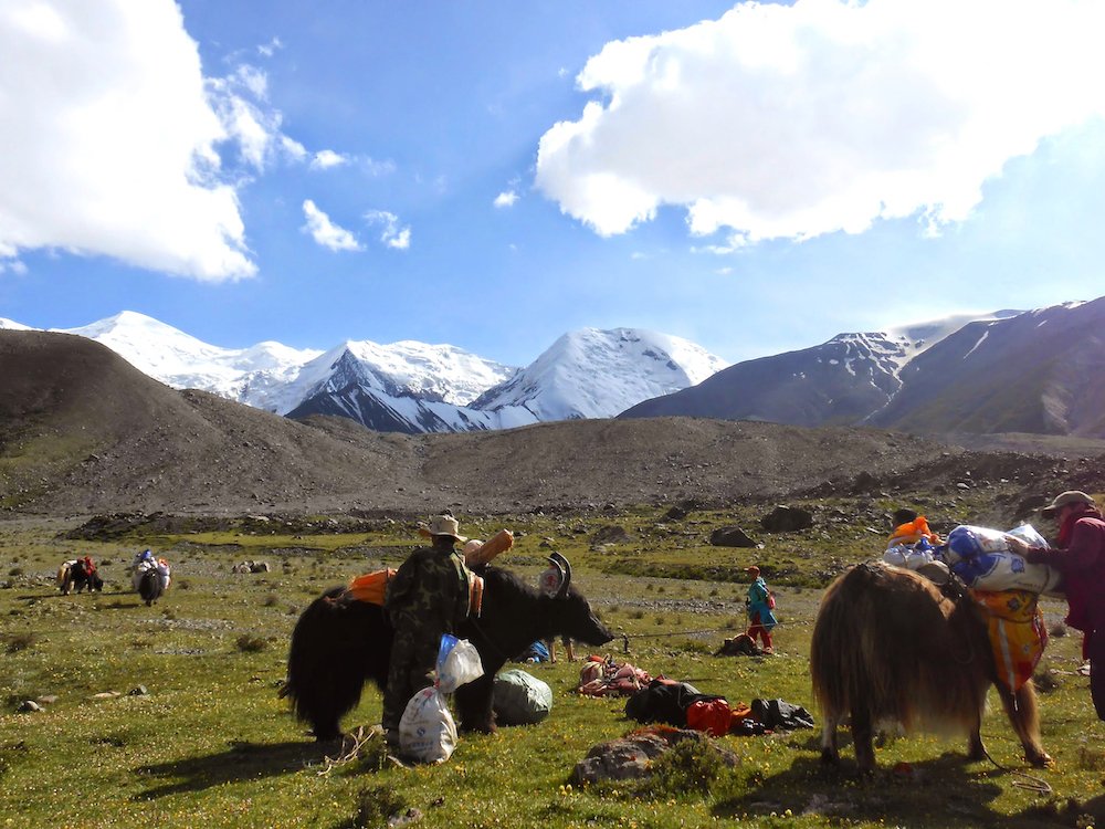  Yaks are loaded up for the kora trek around Mount Amnye Machen. 