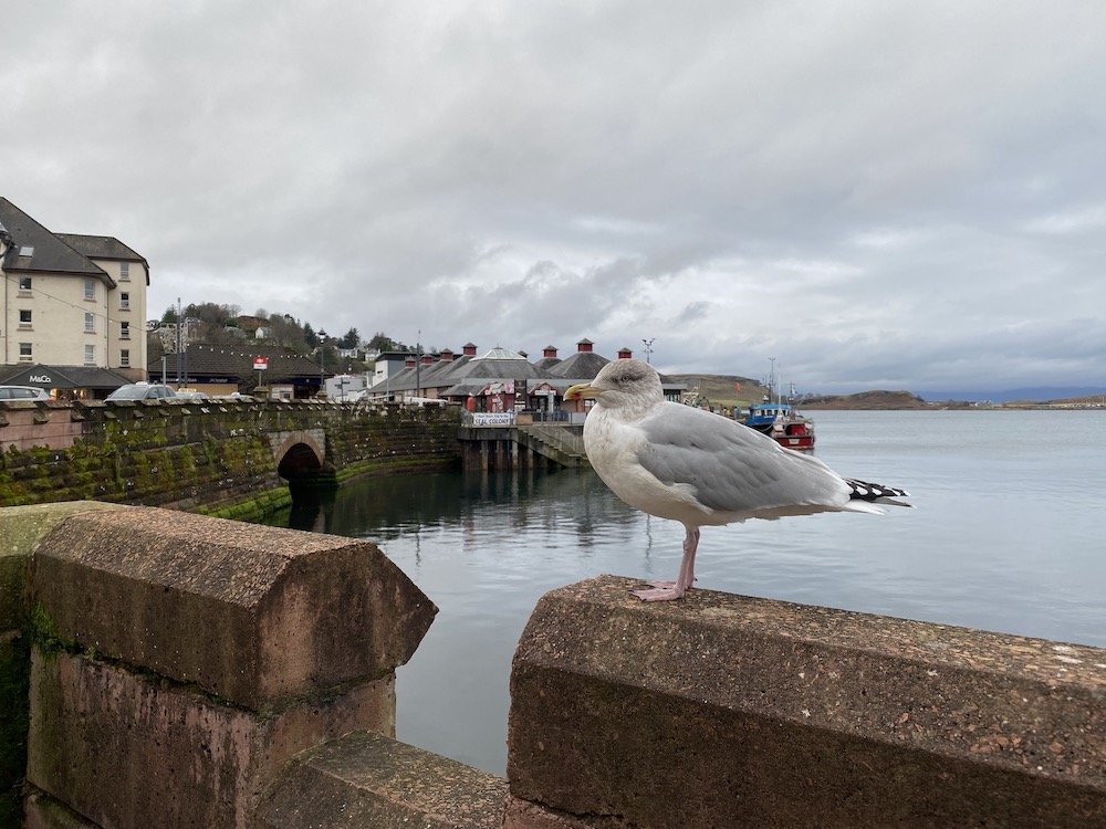  Seagulls are very bold in Oban. No zoom required. 