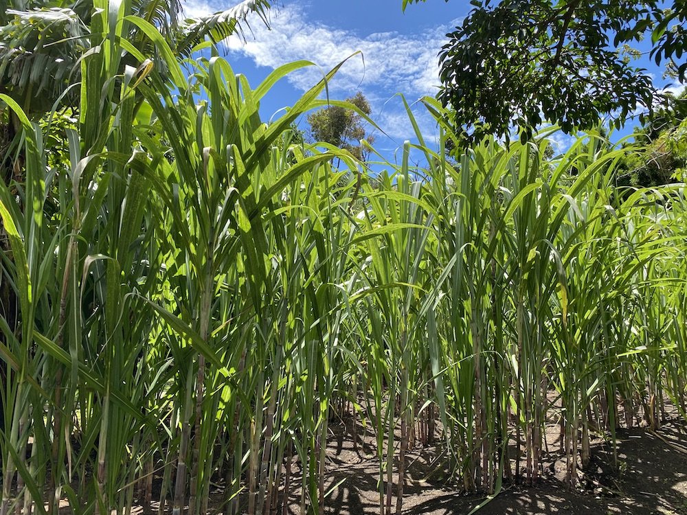  A field of sugar cane plants in Monteverde. 