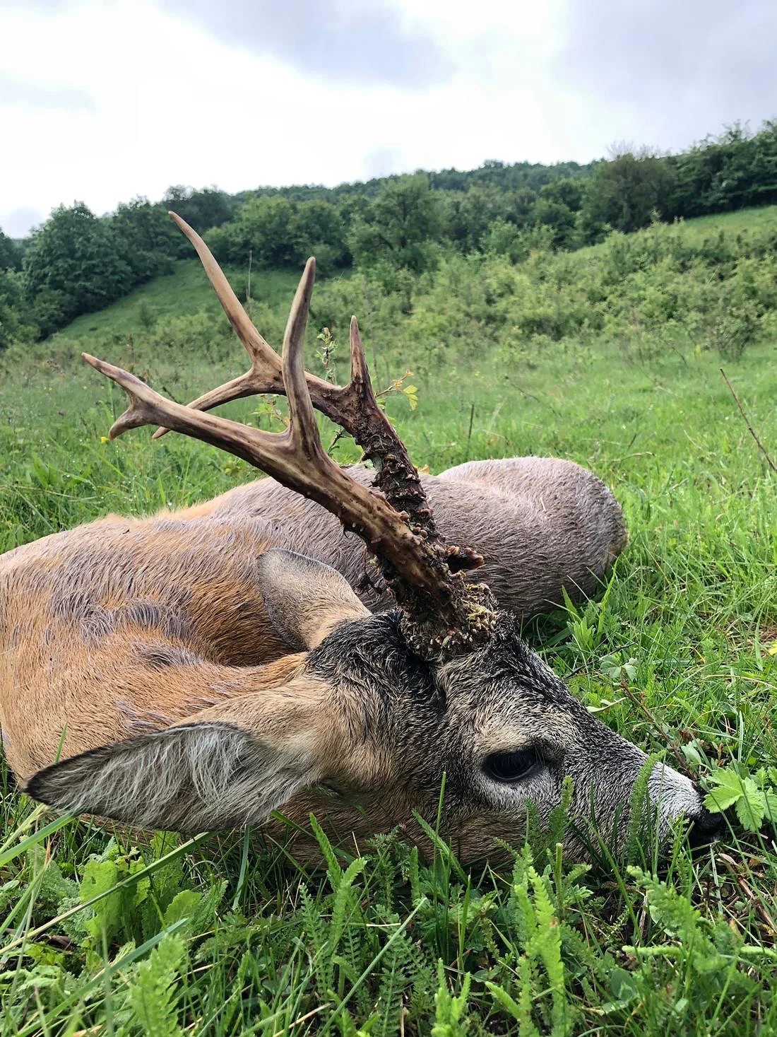 Rehbock Jagdvideo : Jagd auf den Traumbock – OUJESY