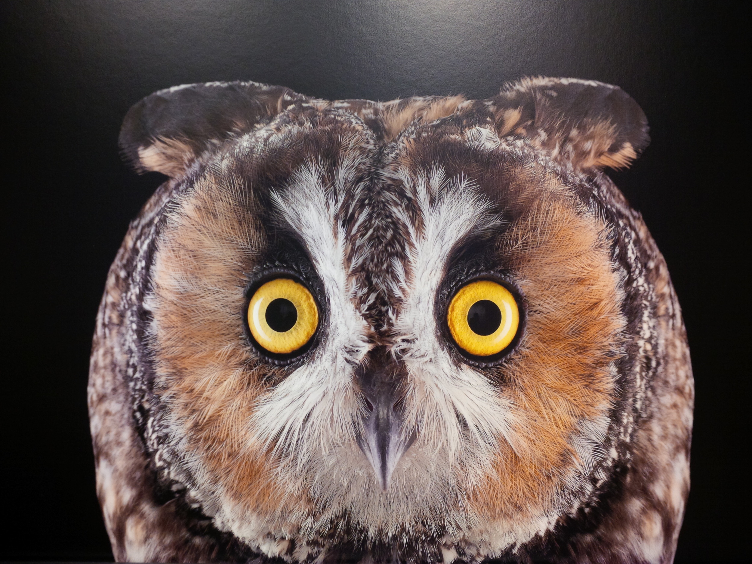 Long-Eared Owl by Brad Wilson, at an exhibit I saw in Santa Fe in September 2014.