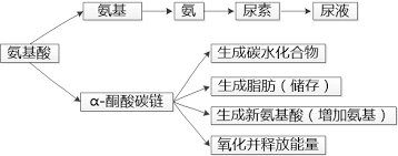 蛋白质 衰老 美研 image medical spa 奥克兰.png