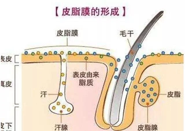 皮脂膜.jpeg