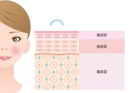 角质层.png