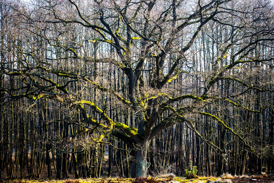 eiche_sudermuehlen.jpg