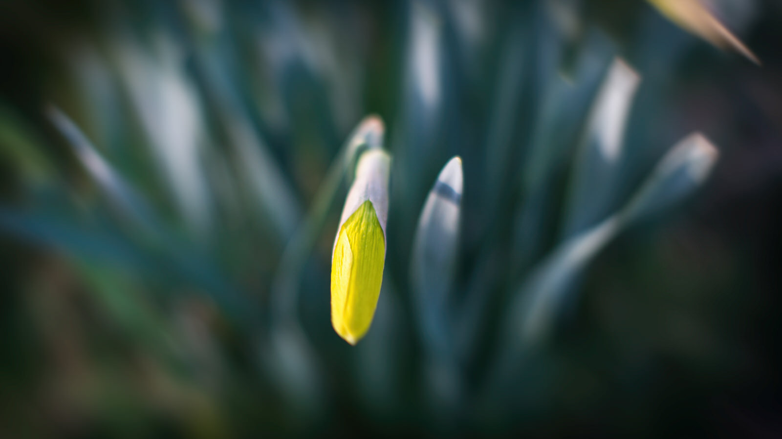 fruehlingsblumen_002.jpg