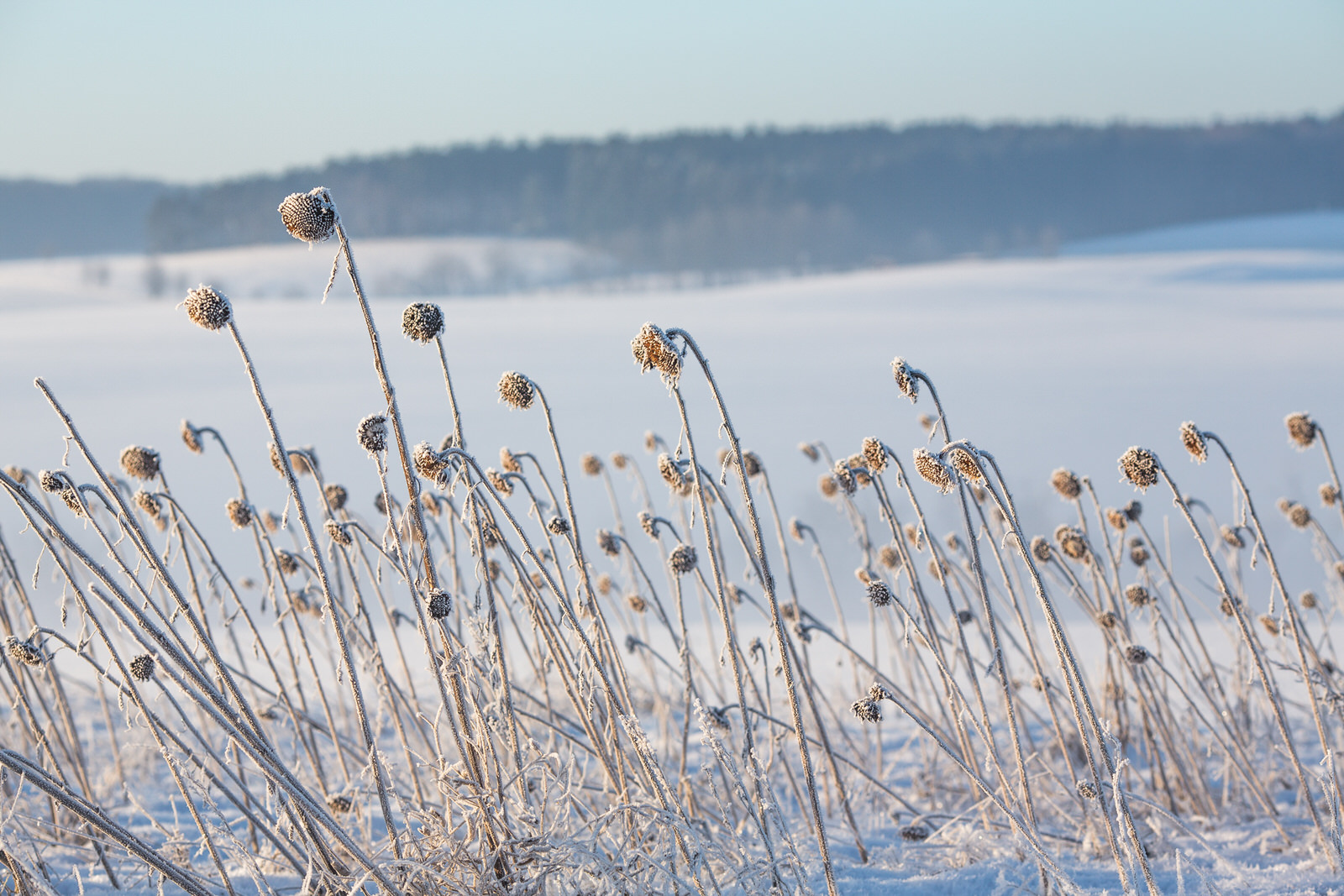 magic_morning_light_januar_2017_11.jpg