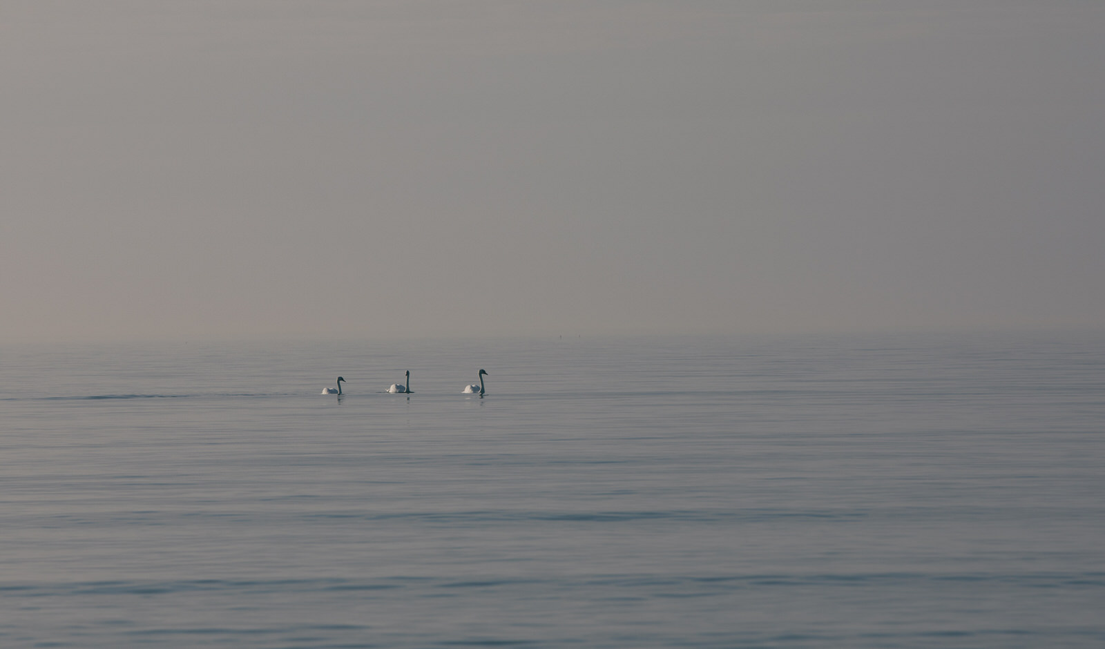 schwan_ostsee_ahrenshoop.jpg