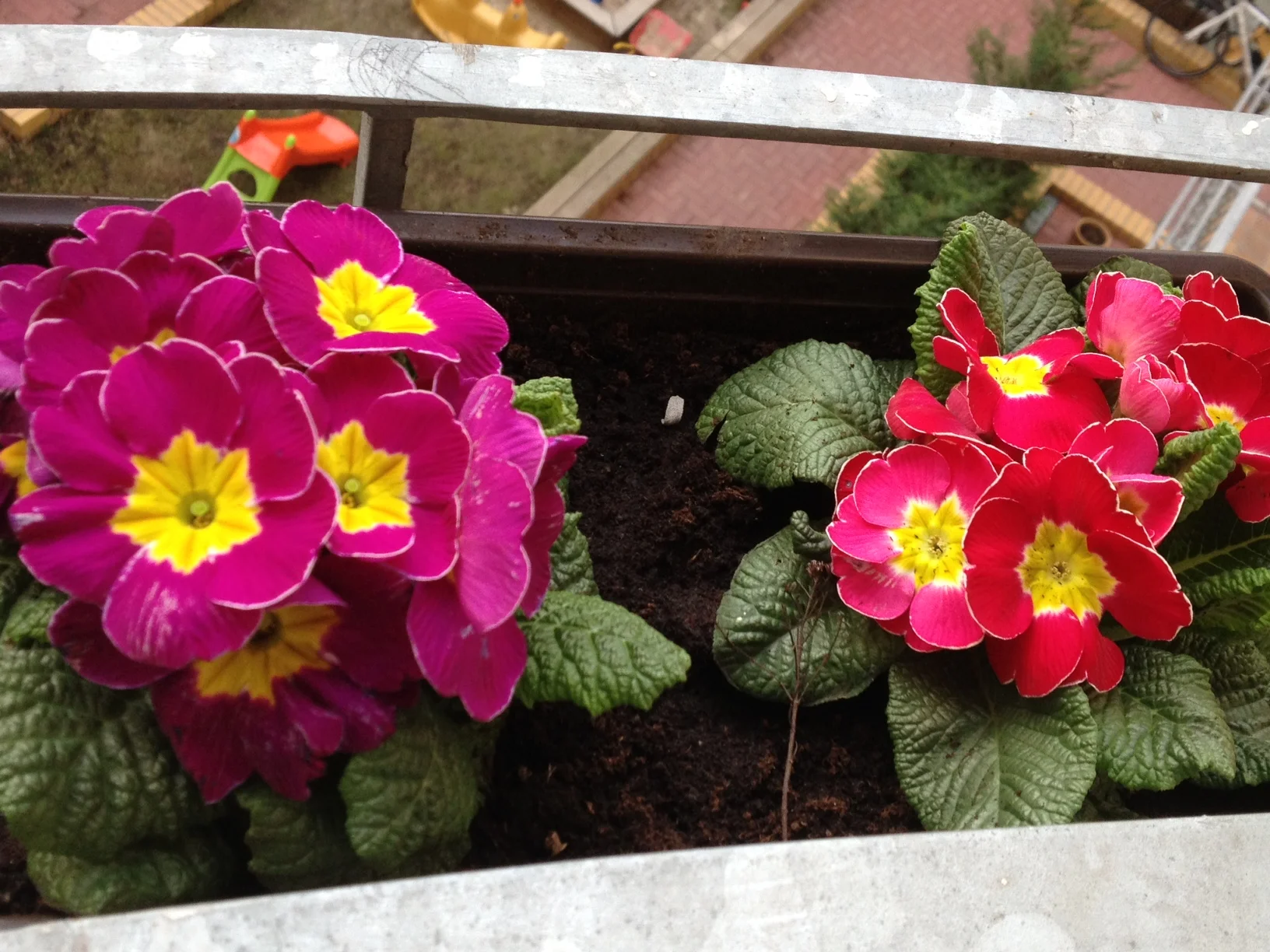 Brightly Colored Flowers for Spring - Savannah Page