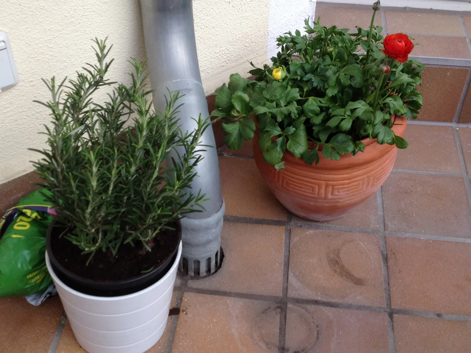 Ranunculi and Fresh Rosemary - Savannah Page