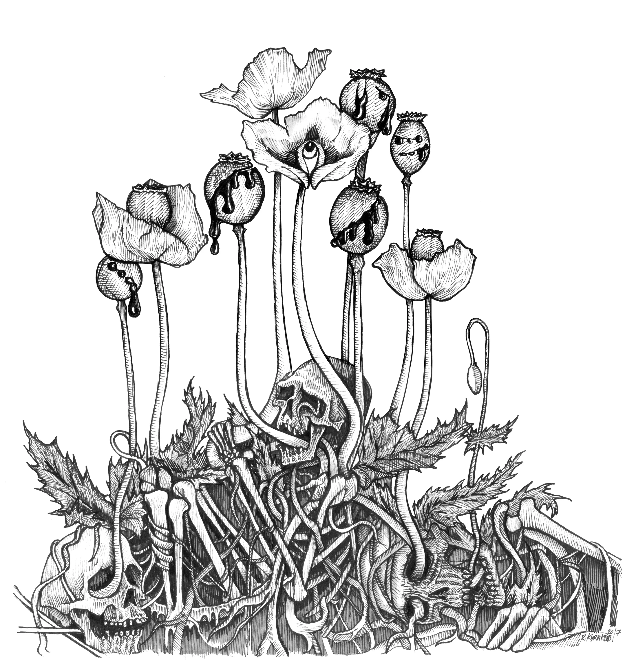 Papaver Somniferum (Sleep-inducing Poppy)