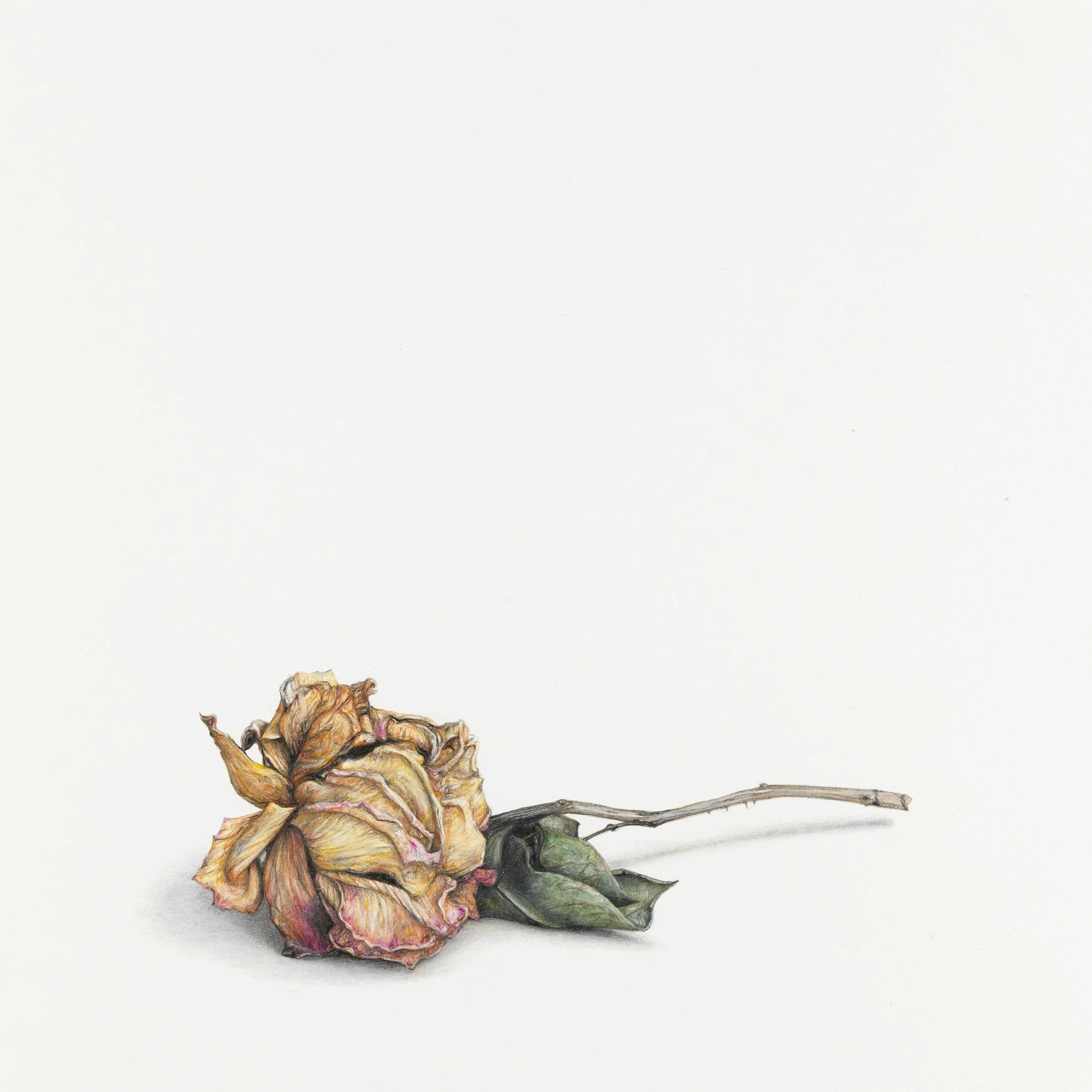  'Rest after the rise (Rose)', pencil on paper,&nbsp;30 x 30 cm 