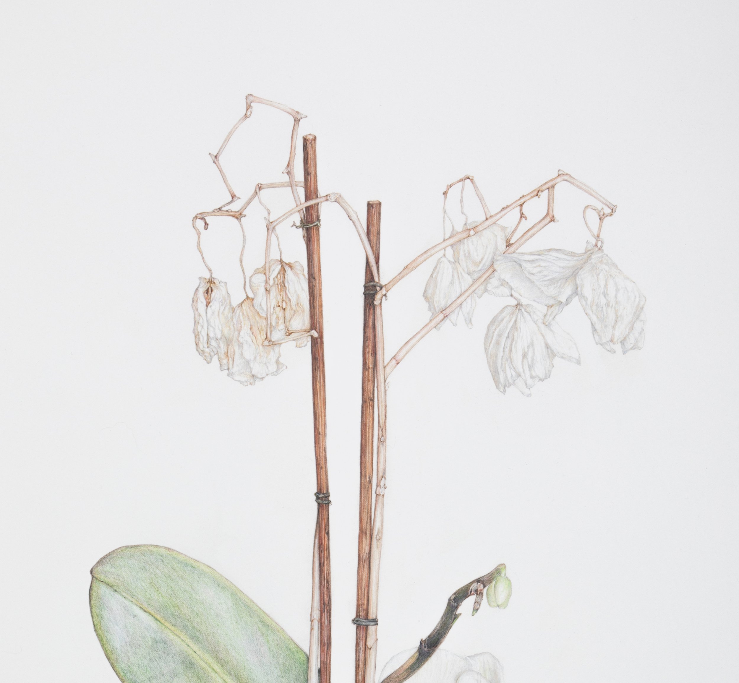  precarious balance of the phoenix bloom (white orchid) (detail) 